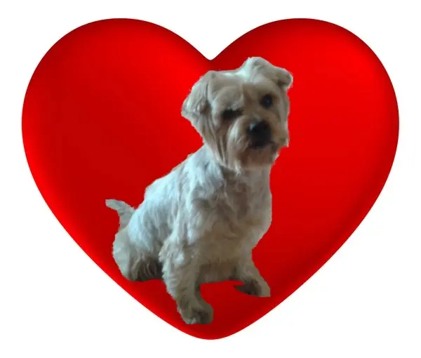 Condolence image of Krzysztof und Ewa mit Jacki tief im Herzen ❤