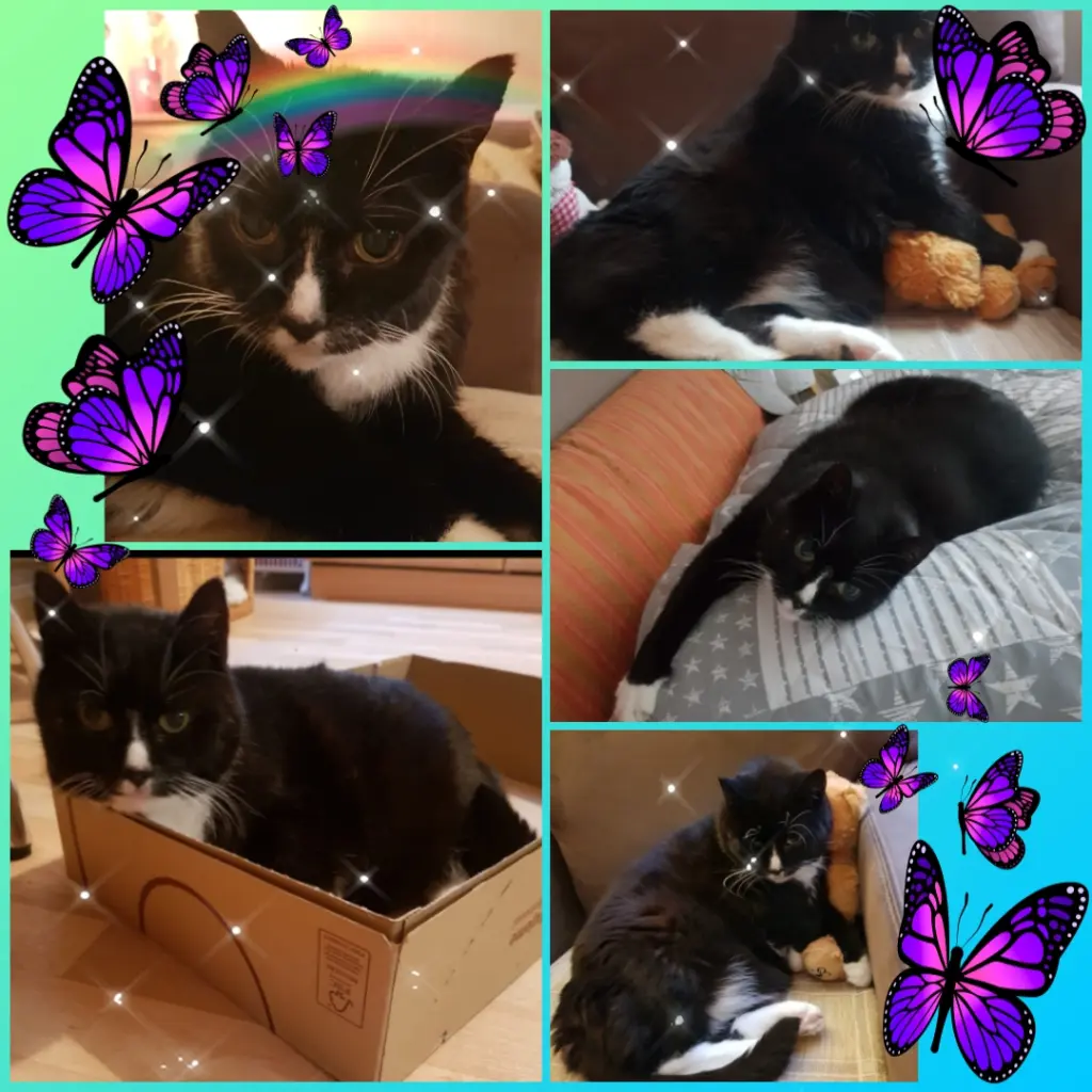 Condolence image of ❤️Eike und Edeltraud mit unseren Sternchen tief im Herzen ❤️