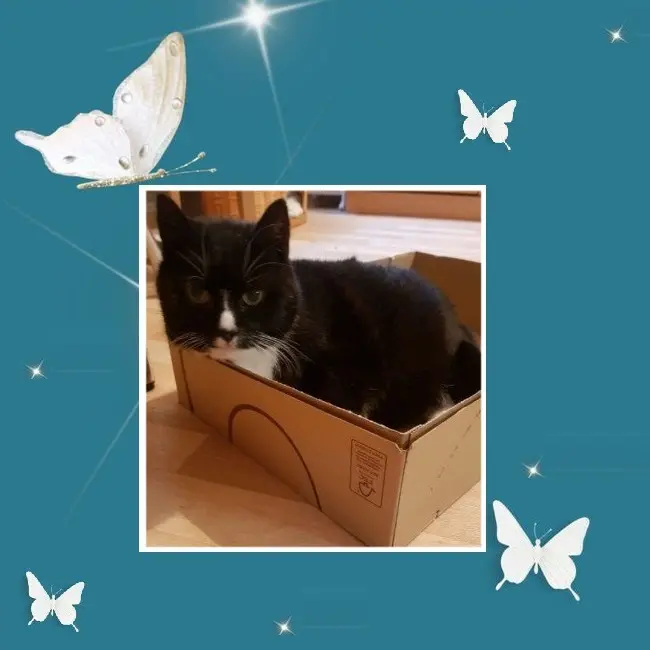 Condolence image of Andrea mit Minki im ♥️ gest. 19.10.2020