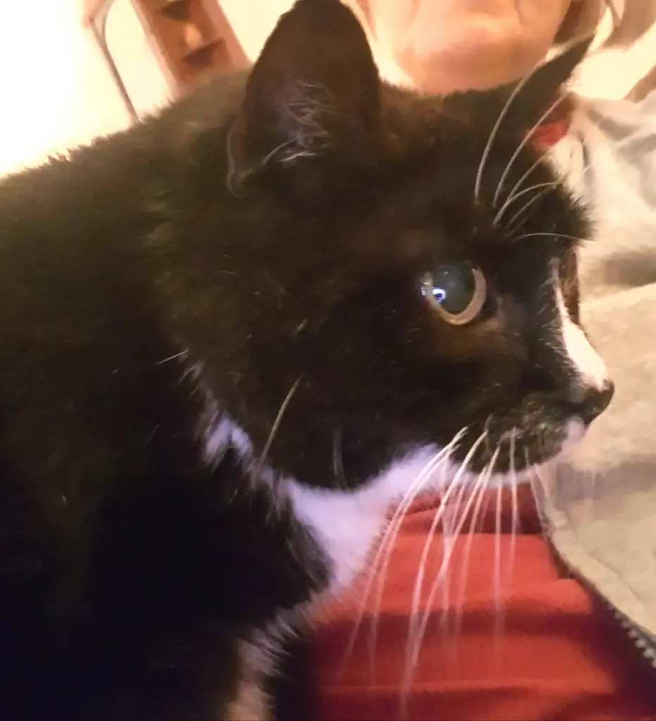 Condolence image of deiner Ilse in Liebe, eine Woche ohne dich