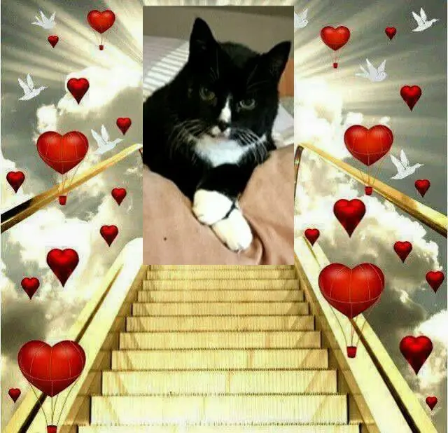 Condolence image of Sabine mit Kaspar & Jessy tief im ❤️