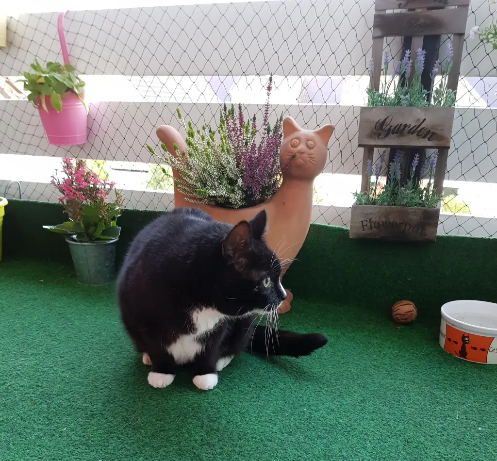 Condolence image of deiner Ilse in Liebe - zwei Wochen ohne dich