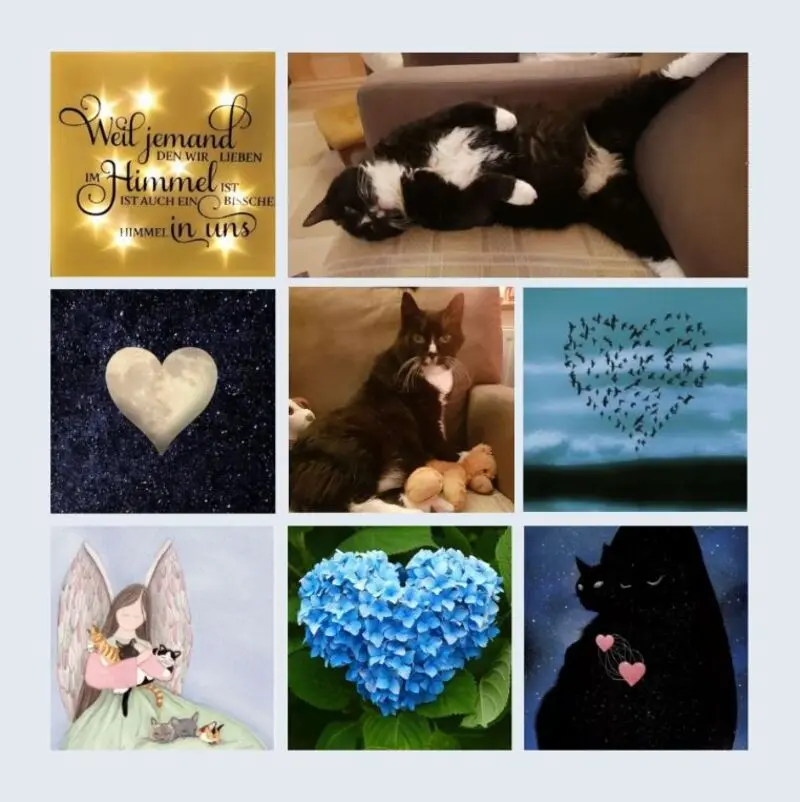 Condolence image of Eine Rose für Moppi