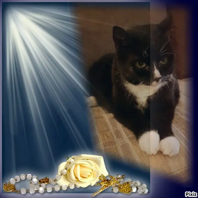 Condolence image of Tanja mit Timmy im Herzen 