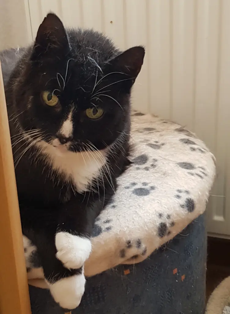 Condolence image of deiner Ilse in Liebe zum ersten Monatsgedenken