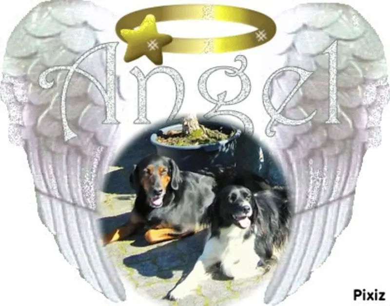 Condolence image of Brigitte mit Nelly, Benny und Axel im Herzen