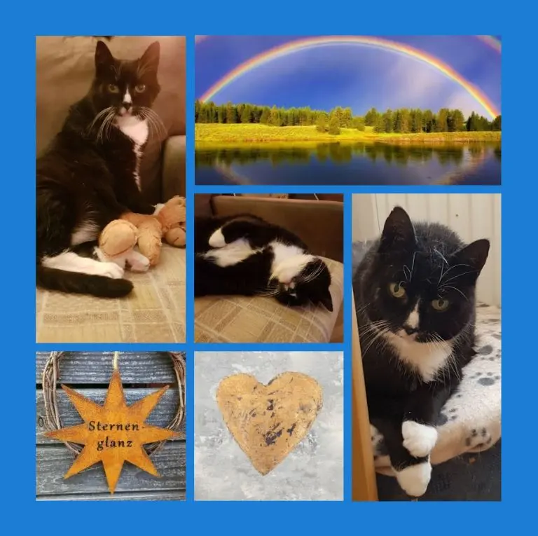 Condolence image of Sonntagsrosen für Möppchen