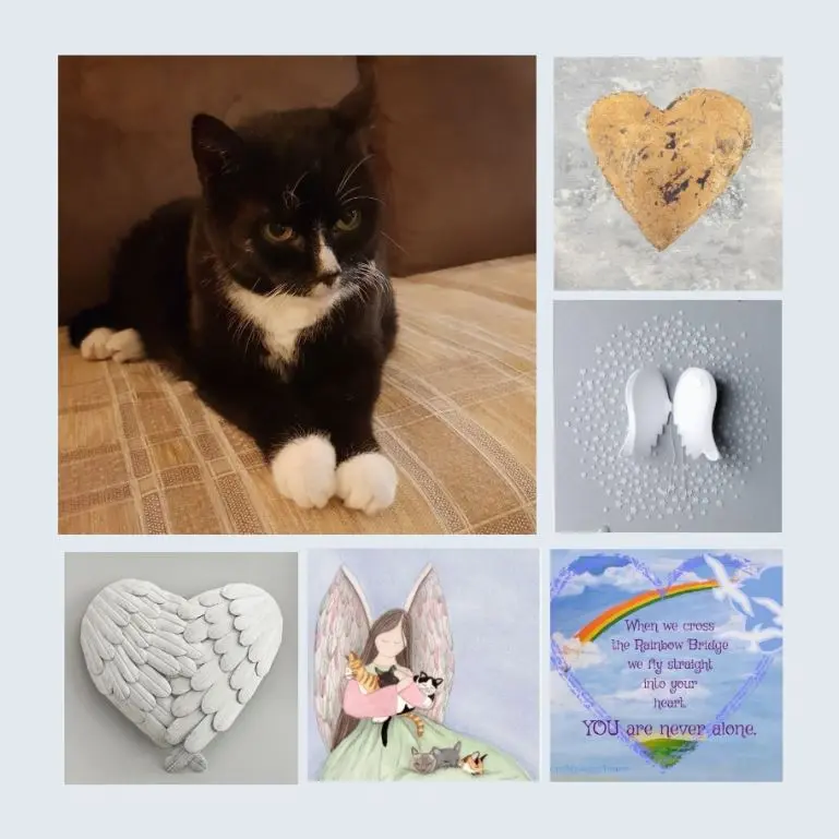 Condolence image of Eine Rose für Moppi 