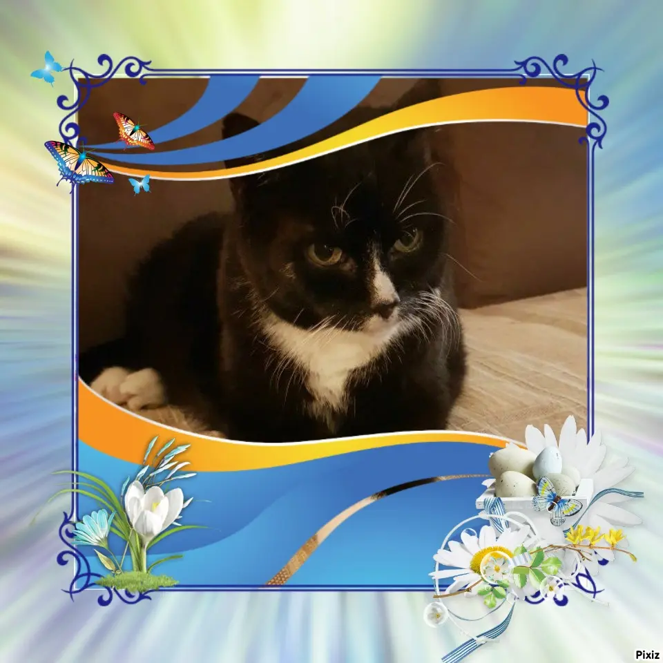 Condolence image of Tanja mit Timmy im Herzen 