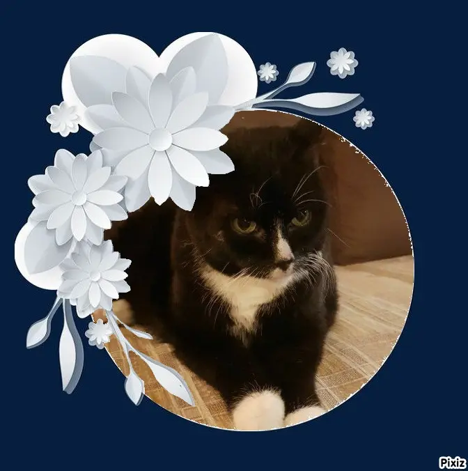 Condolence image of Tanja mit Timmy im Herzen