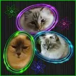 Condolence image of Dankeschön von Shiva, Jojo und Merlin