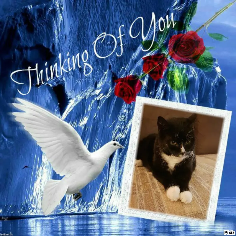 Condolence image of Tanja mit Timmy im Herzen