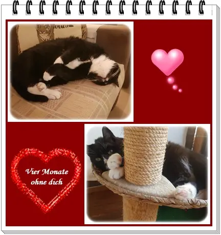 Condolence image of deiner Ilse in Liebe zum 4. Monatsgedenken