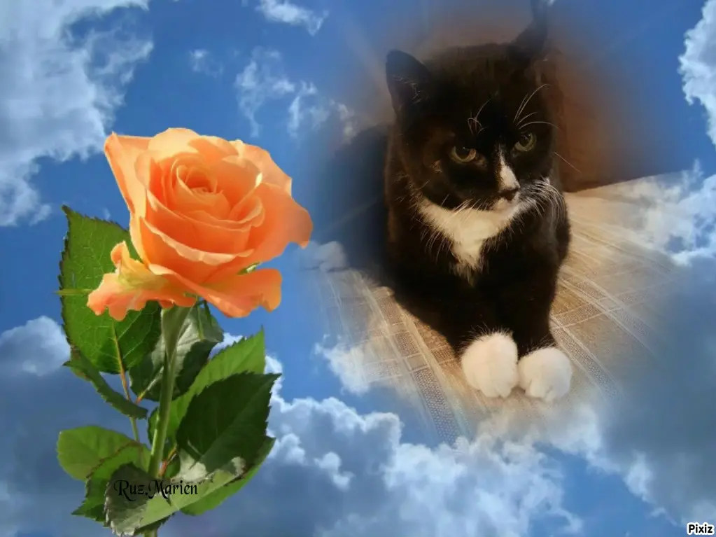 Condolence image of Tanja mit Timmy im Herzen 