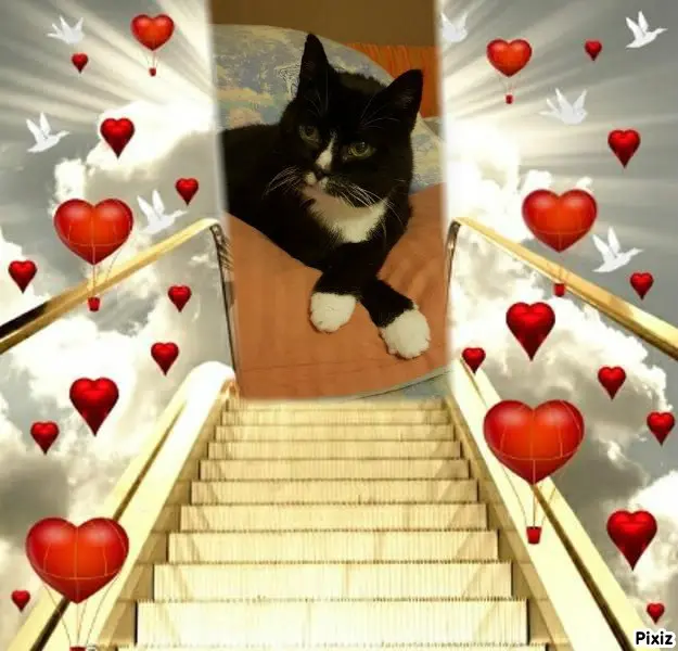 Condolence image of Tanja mit Timmy im Herzen 