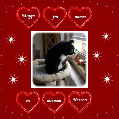 Condolence image of deiner Ilse in Liebe zum 6. Gedenkmonat