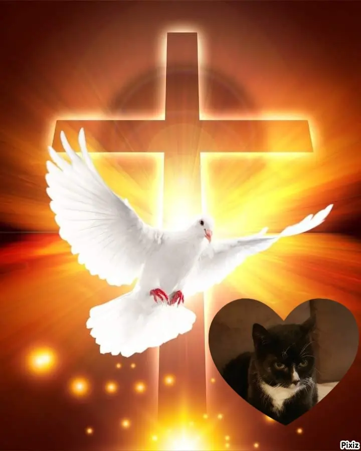 Condolence image of Tanja mit Timmy im Herzen 