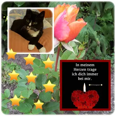 Condolence image of deiner Ilse in Liebe zum 8. Gedenkmonat