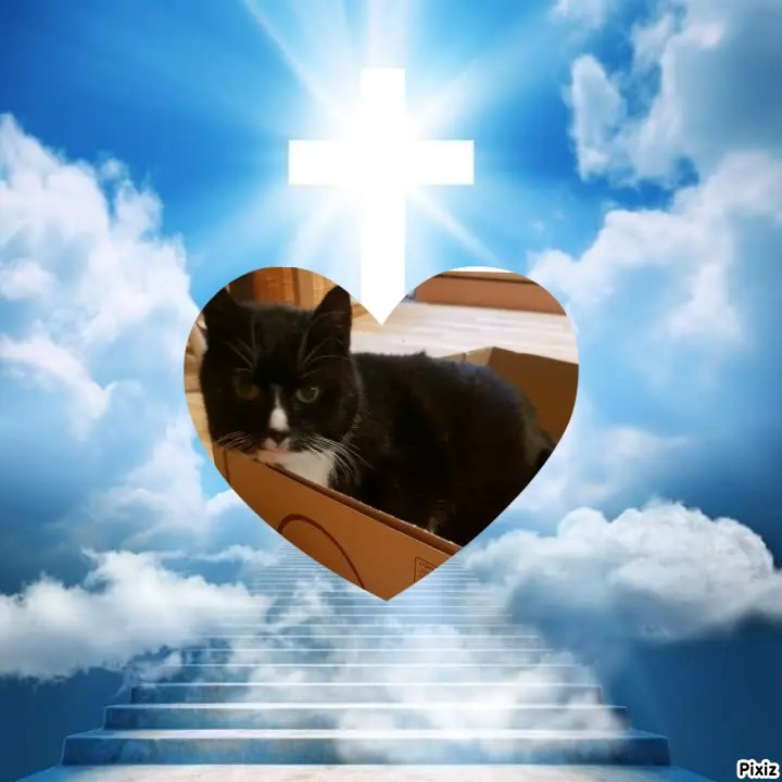 Condolence image of Tanja mit Timmy im Herzen 