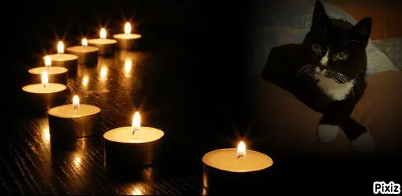 Condolence image of Tanja mit Timmy im Herzen 