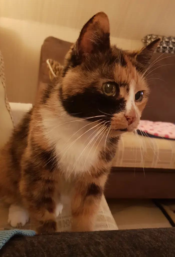 Condolence image of Ilse für mein geliebtes Mückchen