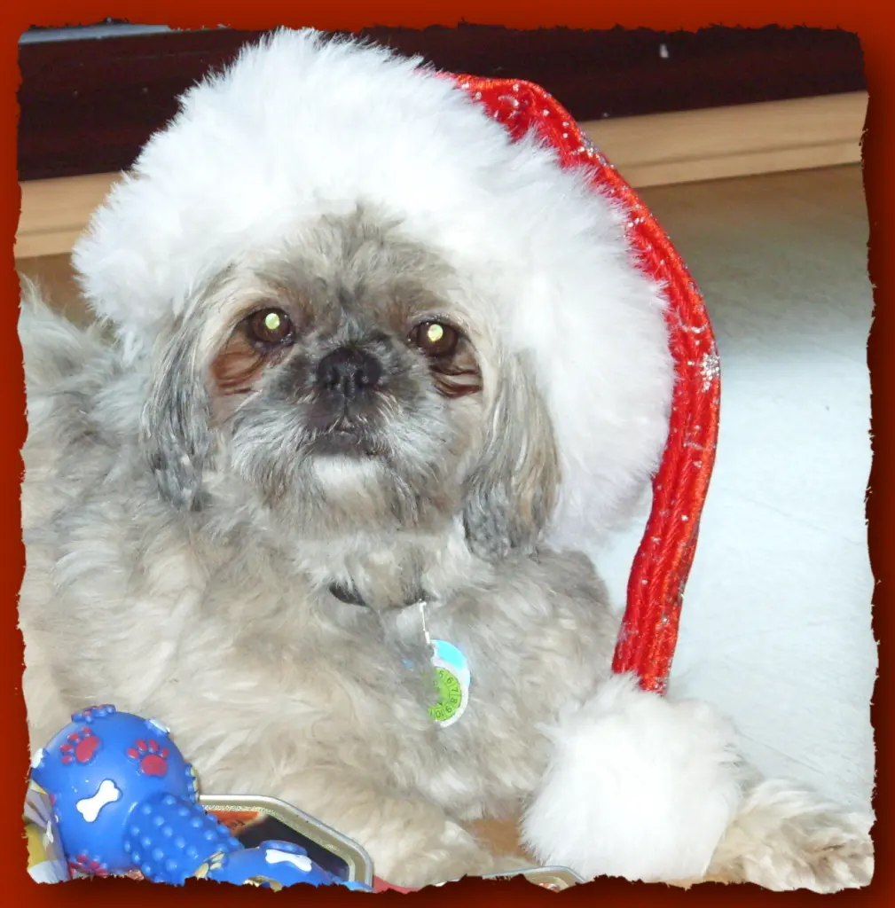 Condolence image of Kathrin mit Susi im Herzen