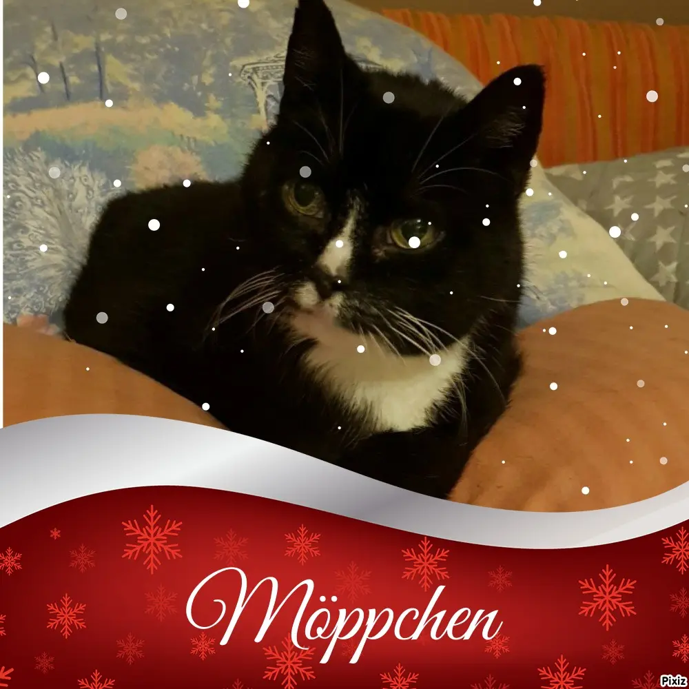 Condolence image of Tanja mit Timmy im Herzen 