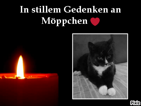 Condolence image of Tanja mit Timmy im Herzen 