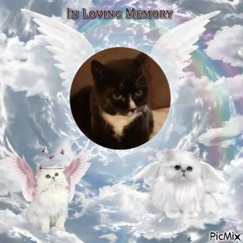 Condolence image of ❤️❤️❤️❤️❤️❤️❤️❤️❤️❤️