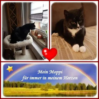 Condolence image of deiner Ilse in Liebe zum 1. Jahresgedenken