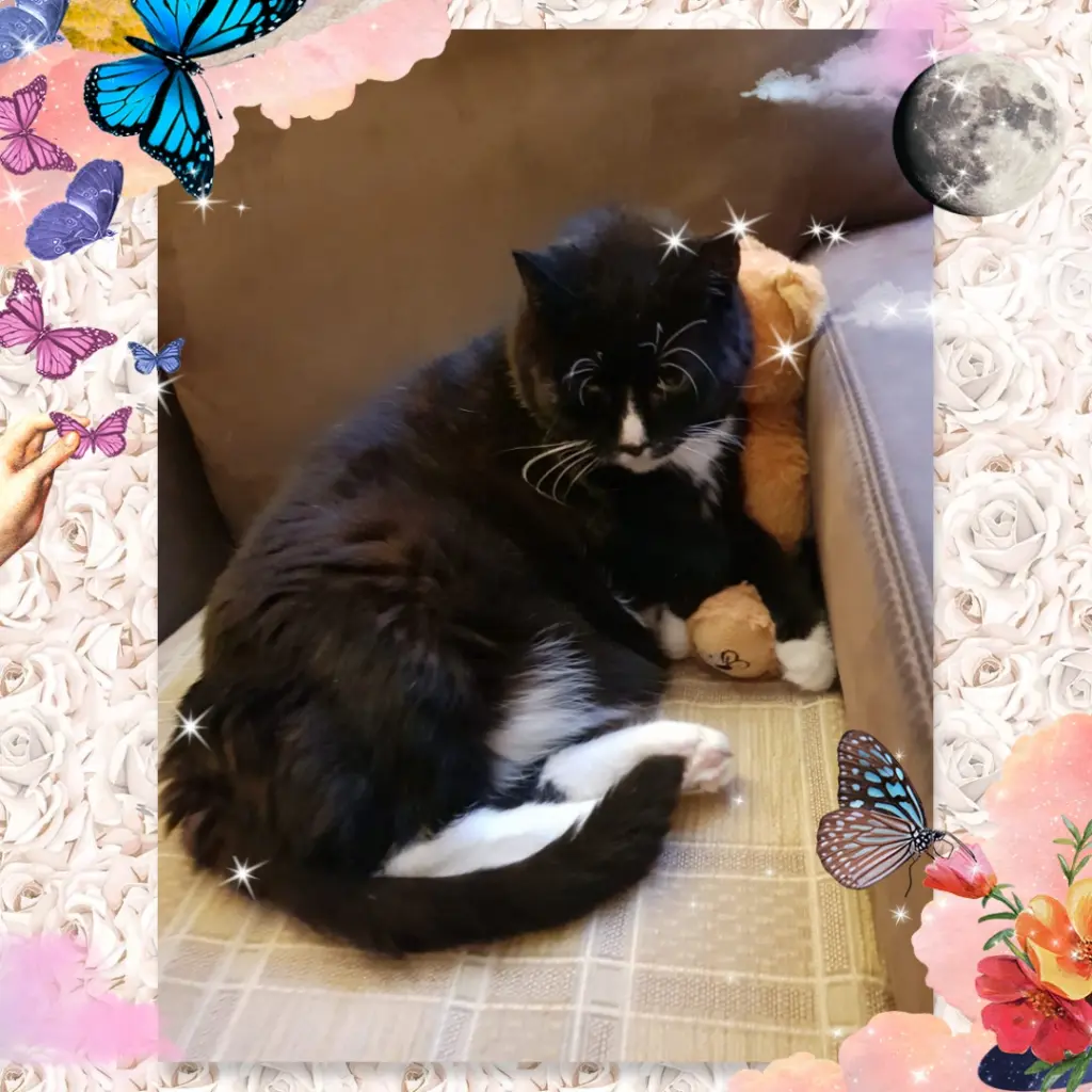 Condolence image of ❤️1. Sternchengeburtstag ❤️ Moppilein ❤️