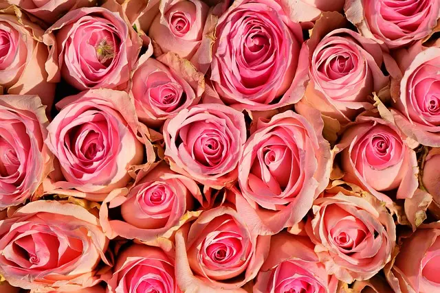 Condolence image of Anja mit Maja & Gräuli im  ༺❤️༻