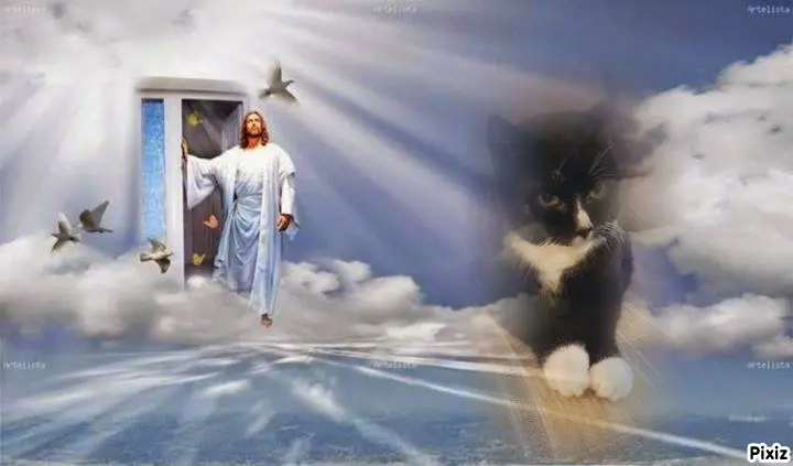 Condolence image of Tanja mit Timmy im Herzen