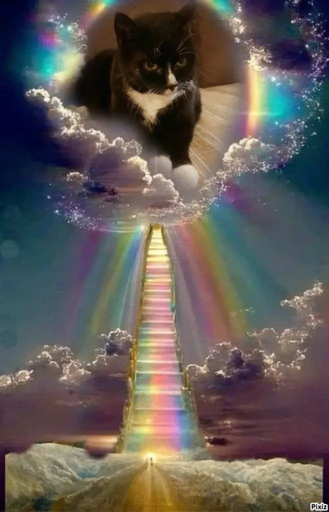 Condolence image of Tanja mit Timmy im Herzen