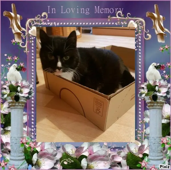 Condolence image of Tanja mit Timmy im Herzen