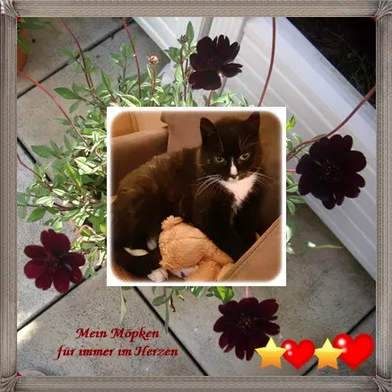 Condolence image of deiner Ilse in Liebe zum 16. Monatsgedenken