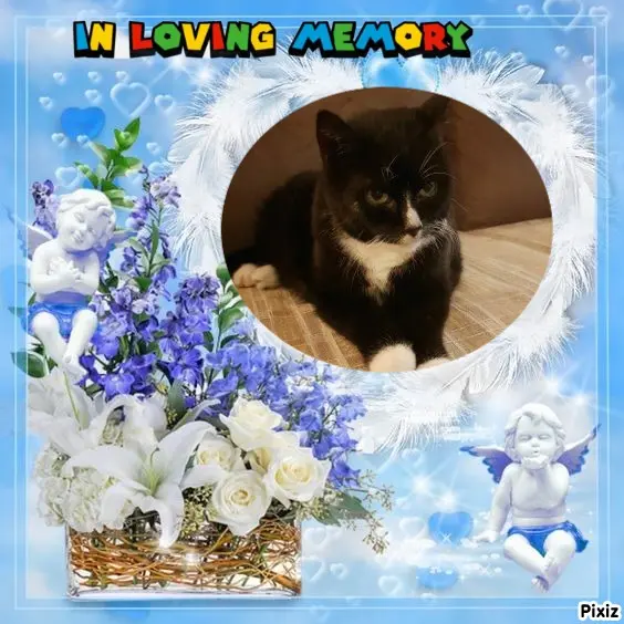 Condolence image of Tanja mit Timmy im Herzen 