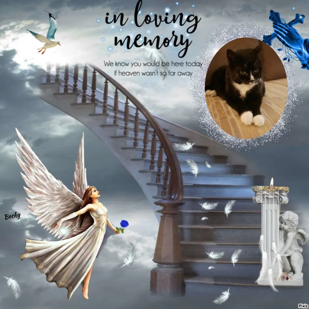 Condolence image of Tanja mit Timmy im Herzen 
