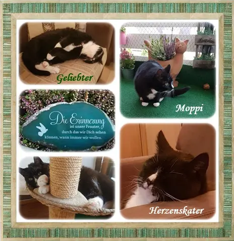 Condolence image of deiner Ilse in Liebe zum 18. Monatsgedenken