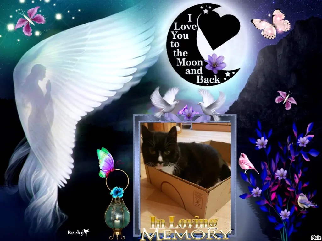 Condolence image of Tanja mit Timmy im Herzen 