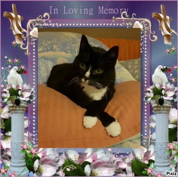 Condolence image of Tanja mit Timmy im Herzen 