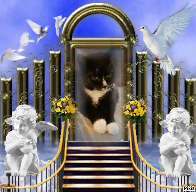 Condolence image of Tanja mit Timmy im Herzen 