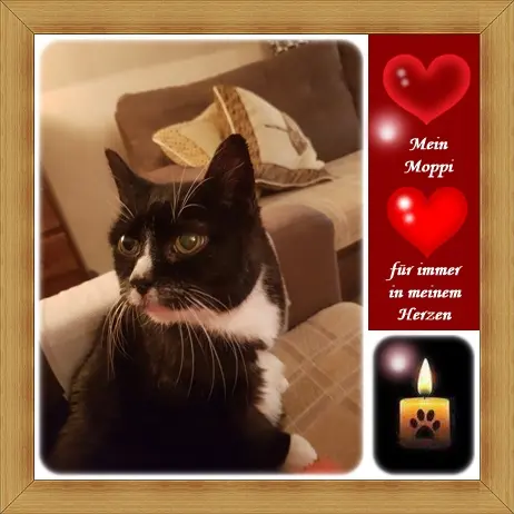 Condolence image of deiner Ilse in Liebe zum 22. Monatsgedenken