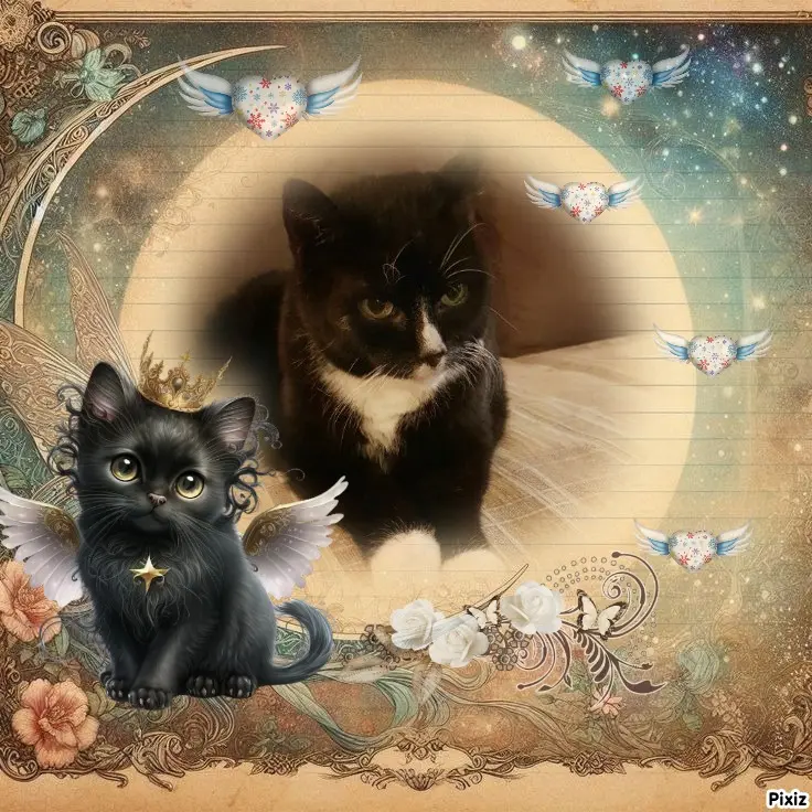 Condolence image of Tanja mit Timmy im Herzen