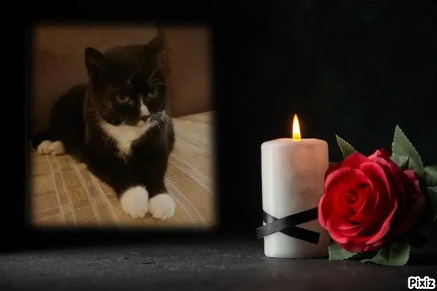 Condolence image of Tanja mit Timmy im Herzen
