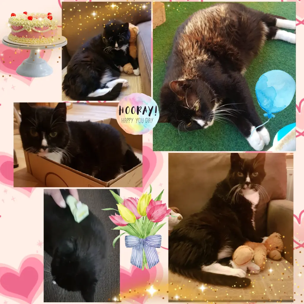 Condolence image of ❤️2. Sternchengeburtstag Moppi ❤️