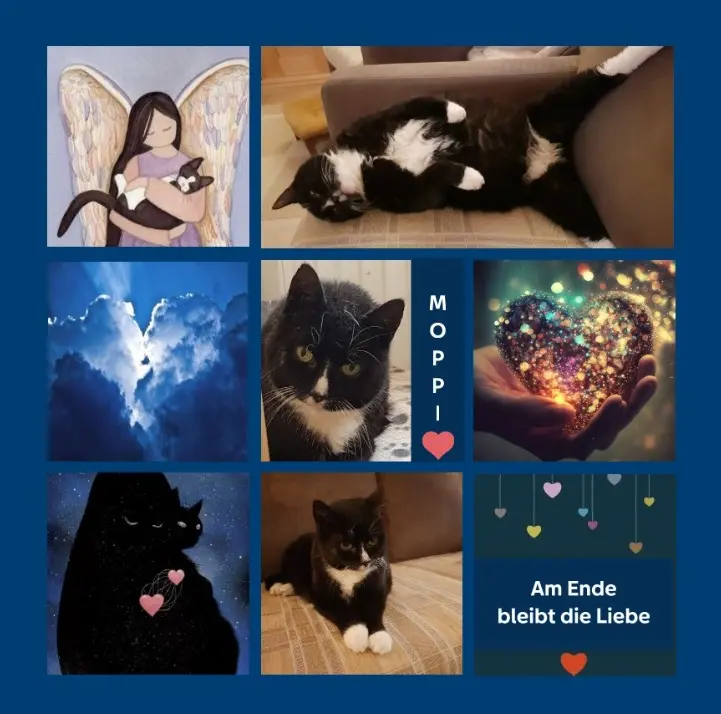 Condolence image of Rosen für Moppi zum 2. Sternchentag