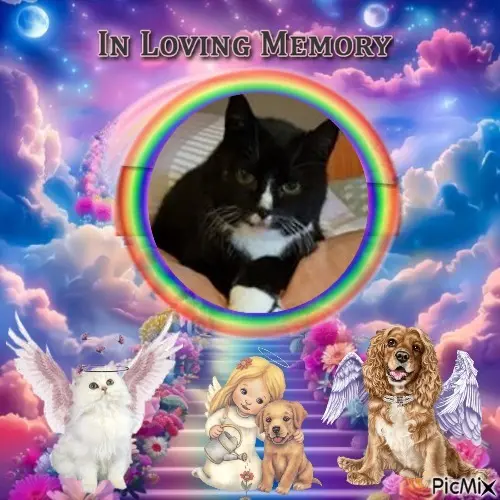 Condolence image of 2.Sternchen❤️Gedenktag❤️❤️