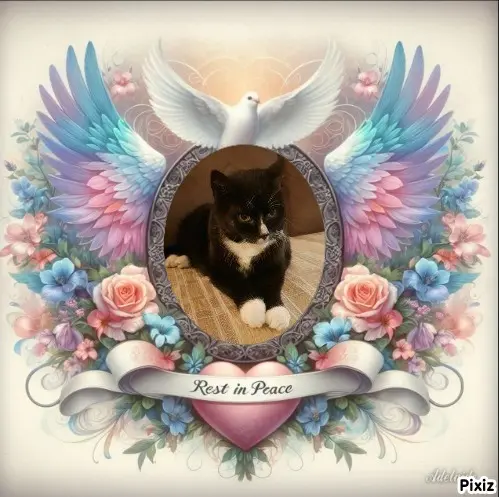 Condolence image of Tanja mit Timmy im Herzen