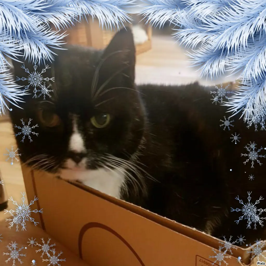 Condolence image of Tanja mit Timmy im 💘🐈🐾